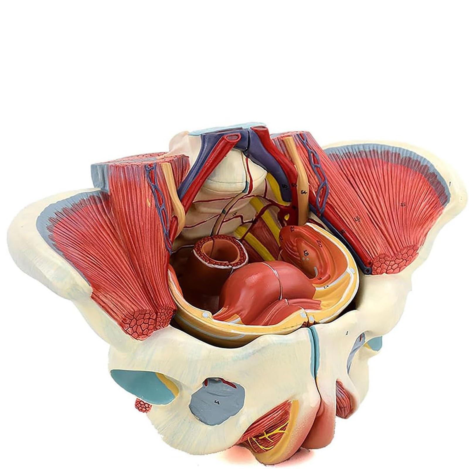 Amazon.co.jp: 女性 骨盤と 子宮模型 筋肉解剖学 女性骨盤 骨盤底筋と